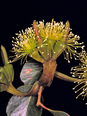 APII jpeg image of Eucalyptus platypus subsp. platypus  © contact APII