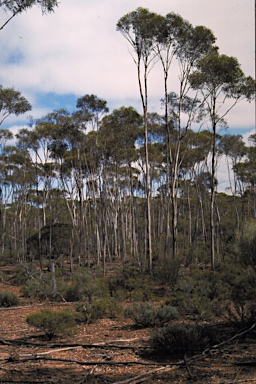 APII jpeg image of Eucalyptus polita  © contact APII