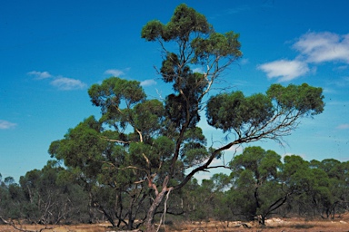 APII jpeg image of Eucalyptus porosa  © contact APII