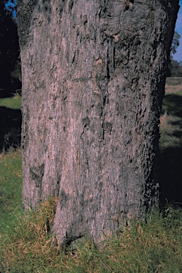 APII jpeg image of Eucalyptus rudis subsp. rudis  © contact APII