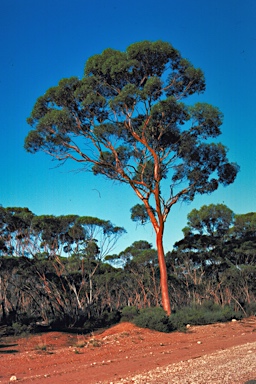 APII jpeg image of Eucalyptus salmonophloia  © contact APII