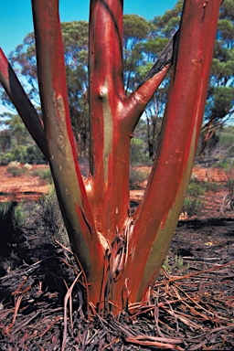 APII jpeg image of Eucalyptus salubris  © contact APII