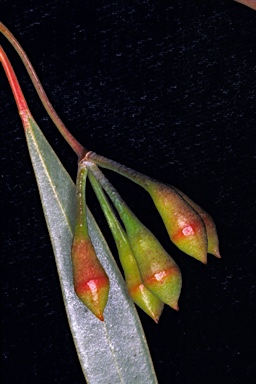 APII jpeg image of Eucalyptus sepulcralis  © contact APII