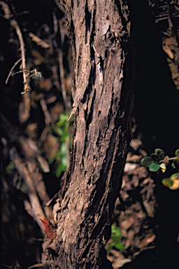 APII jpeg image of Eucalyptus socialis subsp. viridans  © contact APII