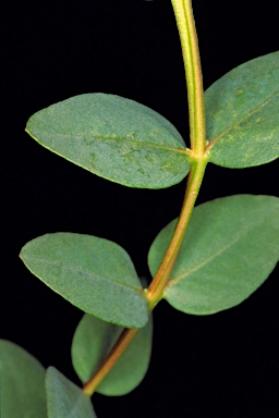 APII jpeg image of Eucalyptus socialis subsp. viridans  © contact APII