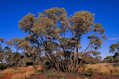 APII jpeg image of Eucalyptus socialis subsp. eucentrica  © contact APII