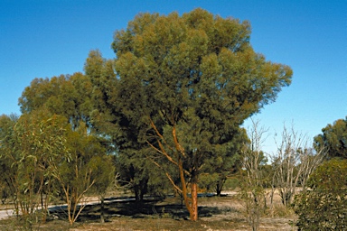 APII jpeg image of Eucalyptus spathulata  © contact APII