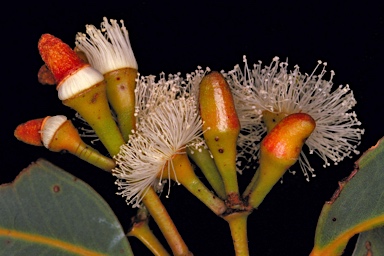 APII jpeg image of Eucalyptus staeri  © contact APII