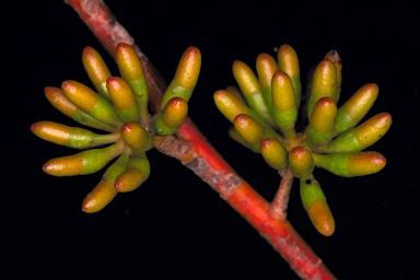 APII jpeg image of Eucalyptus subangusta subsp. subangusta  © contact APII