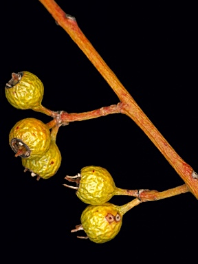 APII jpeg image of Eucalyptus eremicola subsp. peeneri  © contact APII