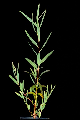 APII jpeg image of Eucalyptus eremicola subsp. peeneri  © contact APII