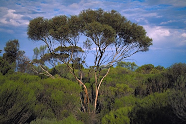 APII jpeg image of Eucalyptus subtilis  © contact APII