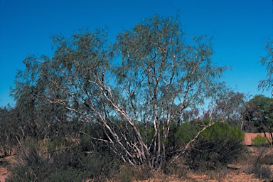 APII jpeg image of Eucalyptus synandra  © contact APII