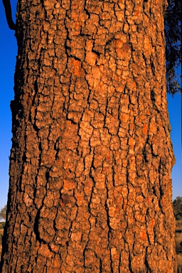 APII jpeg image of Corymbia terminalis  © contact APII