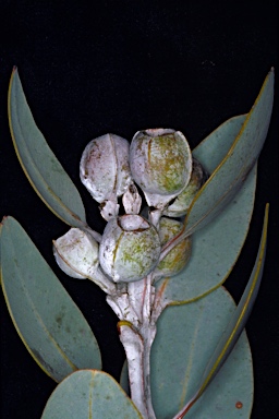 APII jpeg image of Eucalyptus pleurocarpa  © contact APII