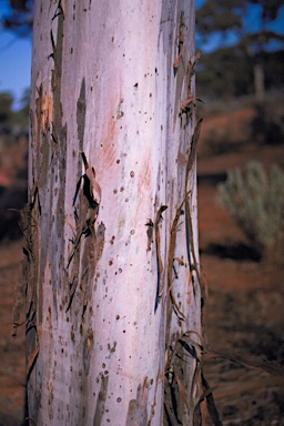 APII jpeg image of Eucalyptus transcontinentalis  © contact APII