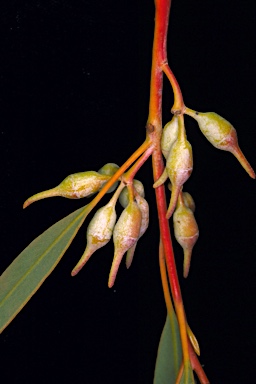 APII jpeg image of Eucalyptus transcontinentalis  © contact APII