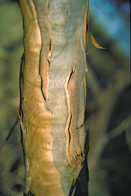 APII jpeg image of Eucalyptus calcareana  © contact APII