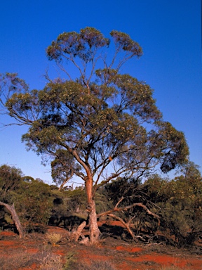 APII jpeg image of Eucalyptus yilgarnensis  © contact APII