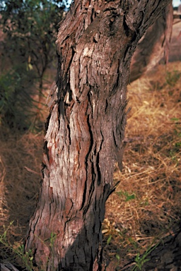 APII jpeg image of Eucalyptus albopurpurea  © contact APII