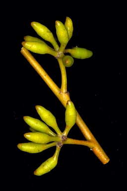 APII jpeg image of Eucalyptus horistes subsp. borealis  © contact APII