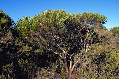 APII jpeg image of Eucalyptus mcquoidii  © contact APII