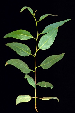 APII jpeg image of Eucalyptus eremophila  © contact APII