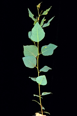 APII jpeg image of Eucalyptus astringens subsp. redacta  © contact APII