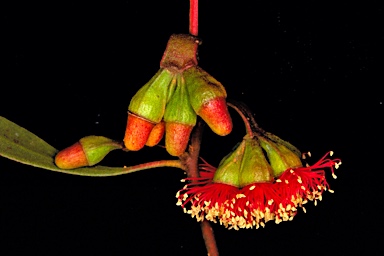 APII jpeg image of Eucalyptus cernua  © contact APII