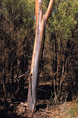 APII jpeg image of Eucalyptus polita  © contact APII