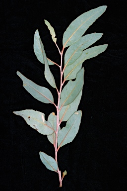 APII jpeg image of Eucalyptus camaldulensis subsp. minima  © contact APII