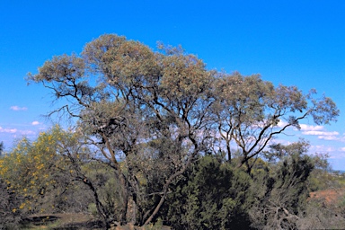 APII jpeg image of Eucalyptus crucis subsp. praecipua  © contact APII