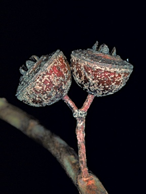 APII jpeg image of Eucalyptus crucis subsp. praecipua  © contact APII