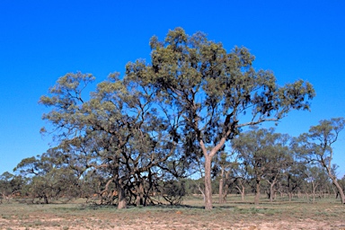 APII jpeg image of Eucalyptus largiflorens  © contact APII