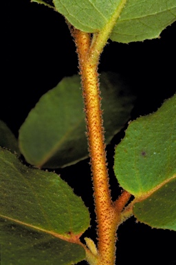 APII jpeg image of Eucalyptus ligustrina  © contact APII