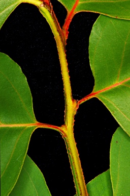 APII jpeg image of Eucalyptus amplifolia subsp. sessiliflora  © contact APII