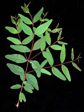 APII jpeg image of Eucalyptus mannifera subsp. gullickii  © contact APII