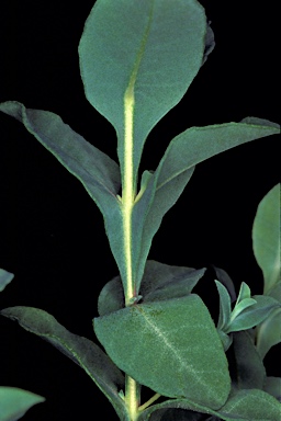 APII jpeg image of Eucalyptus luculenta  © contact APII