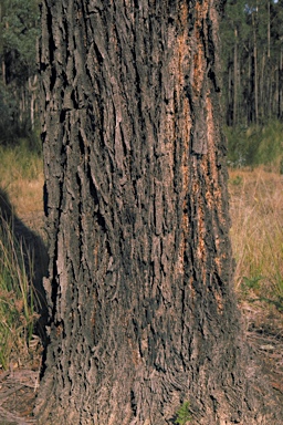 APII jpeg image of Eucalyptus tricarpa  © contact APII