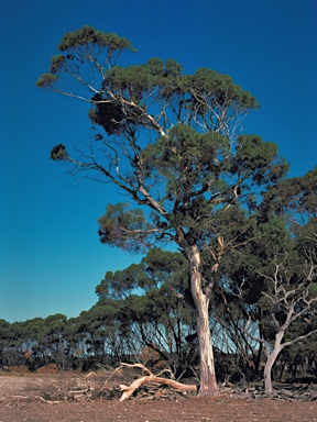 APII jpeg image of Eucalyptus fasciculosa  © contact APII