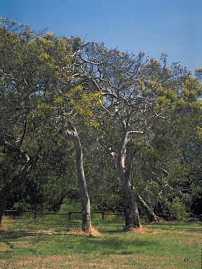 APII jpeg image of Eucalyptus leucoxylon subsp. megalocarpa  © contact APII