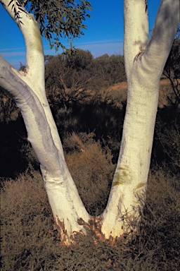 APII jpeg image of Corymbia aparrerinja  © contact APII