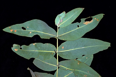 APII jpeg image of Eucalyptus apodophylla  © contact APII