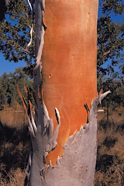 APII jpeg image of Eucalyptus bigalerita  © contact APII