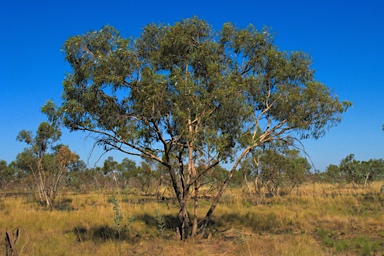 APII jpeg image of Eucalyptus chlorophylla  © contact APII