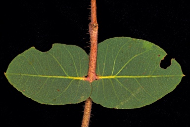 APII jpeg image of Corymbia deserticola subsp. mesogeotica  © contact APII