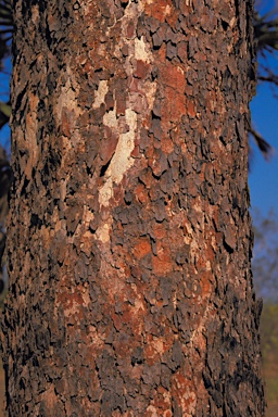 APII jpeg image of Corymbia latifolia  © contact APII