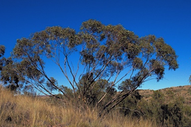 APII jpeg image of Eucalyptus normantonensis  © contact APII