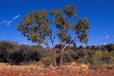 APII jpeg image of Corymbia terminalis  © contact APII