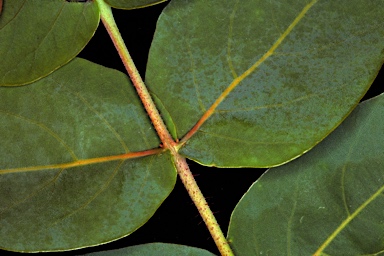 APII jpeg image of Corymbia pachycarpa  © contact APII